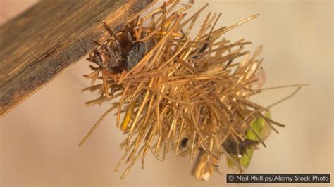 Caddisflies Build Many Kinds Of Nests Credit Neil Phillipsalamy