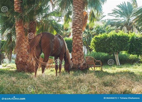 Dark Horse Eating Grass On The Background Of Palm Trees At Sunset Stock