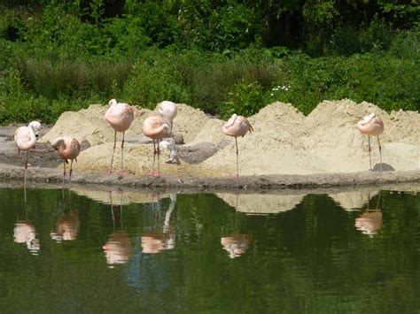 End Of June Flamingo Update Wwt