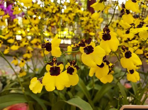 Oncidium Little Panda Orchids Stock Image Image Of Oncidium Nature