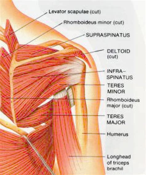 It can be a smart idea to specify what exactly. Pin op Muscle Groups