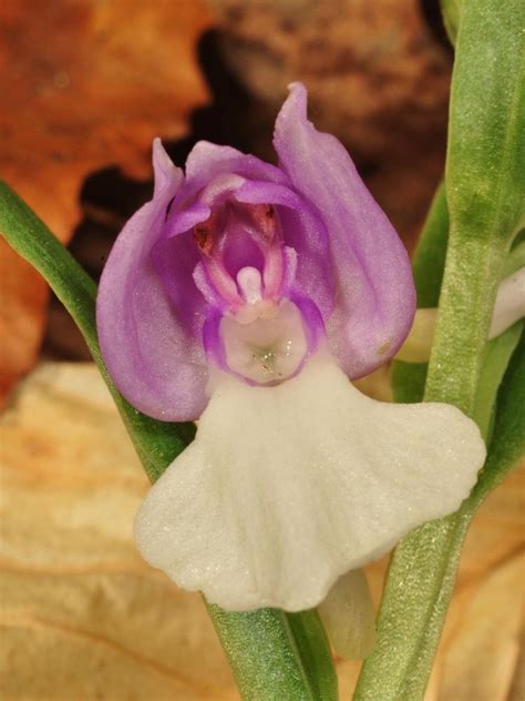 Galearis Spectabilis Showy Orchid Go Orchids