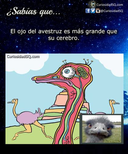 50 Curiosidades ¿seguro Que Sabias Esto Conoce Más Curious Facts