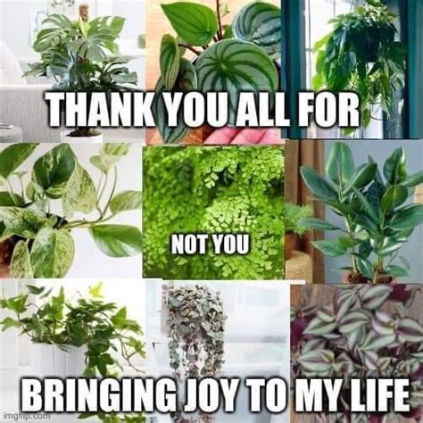 House Plants Vs Outdoor Plants Meme Housejullla