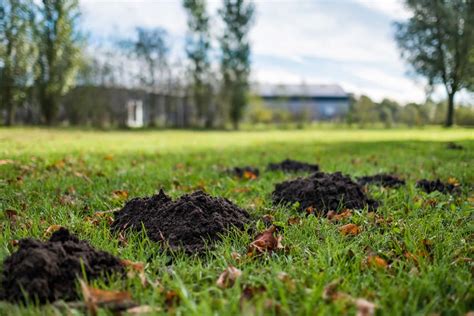 Buckeye wildlife solutions provides services which range from pest protection to rodent and large animal removal. Kent Pest Control of rabbits, moles, foxes, squirrels and ...