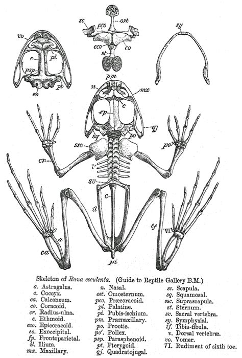 Filerana Skeletonpng Wikipedia