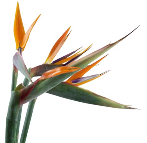 Wholesale flowers and bulk flowers for diy weddings and events. Bulk Flowers | Bulk Flowers Near Me | Wholesale Flowers ...