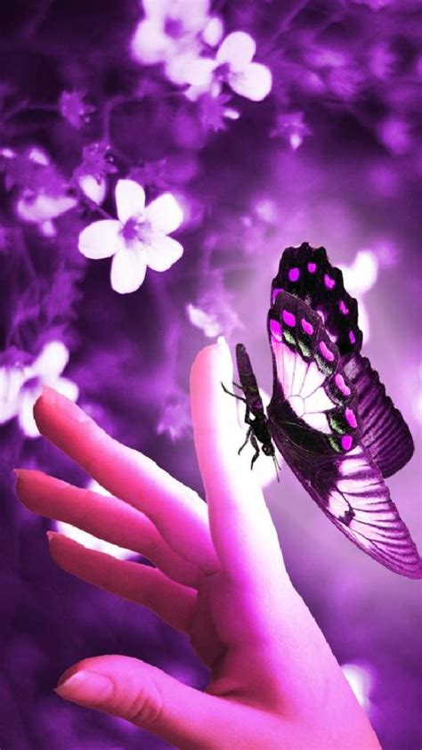 Purple Butterfly Purple Butterfly Purple Rain Purple Love