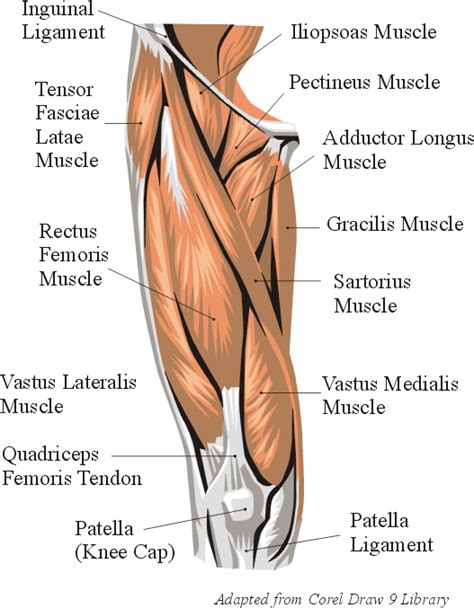 Leg Thigh Muscle Anatomy