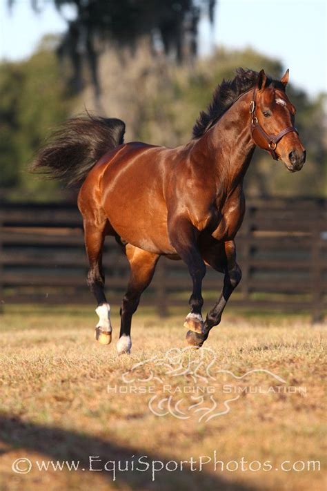 Once you're done with the action, you'll find a ton of horse grooming and care games on this site to help you (and your virtual steed) wind down and unlike real horses, virtual ones can ride full sprint for as long as you can. Horse Racing Games - Play Free Virtual Horse Race Game ...
