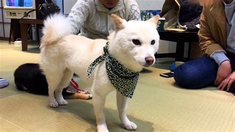 That is the tokyo otaku mode shop mission! Dog Cafe Japan - Shiba Inu / Mame Shiba Inu Cafe in Kyoto ...