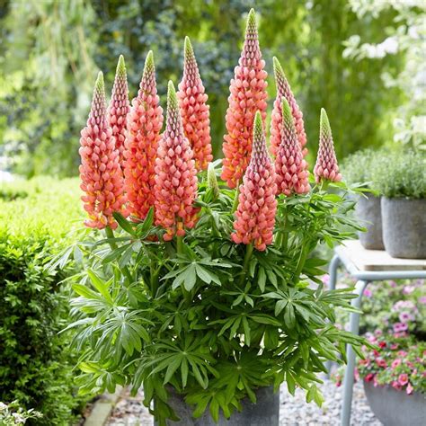 Buy West Country Lupin Lupinus Towering Inferno Pbr £999 Delivery