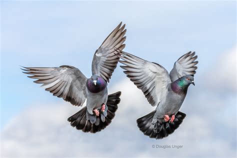 A Pair Of Pigeons In Flight By Douglasunger