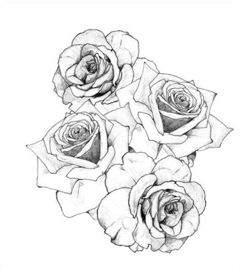 Open Rose Drawing Step By Step At Getdrawings Free Download