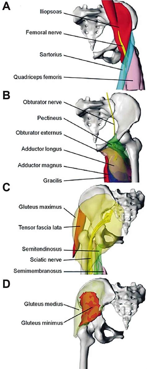 It joins the lower limb to the pelvic girdle. Surface models of the hip joint muscles and their ...