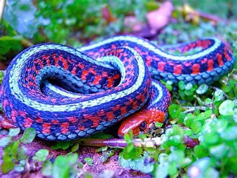 Neon Blue California Red Sided Garter Snake Serpientes Venenosas