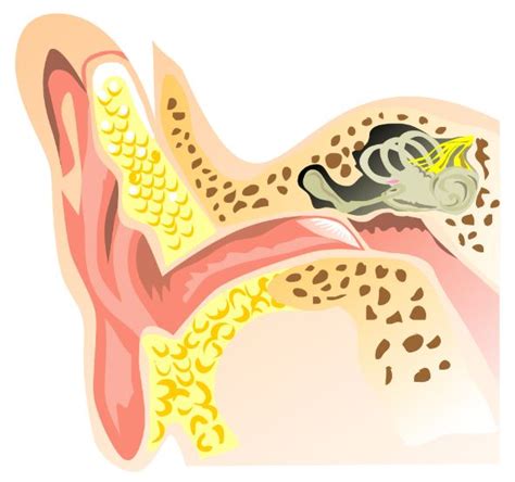 How To Stop Tinnitus In My Ear Constant Ringing Ears