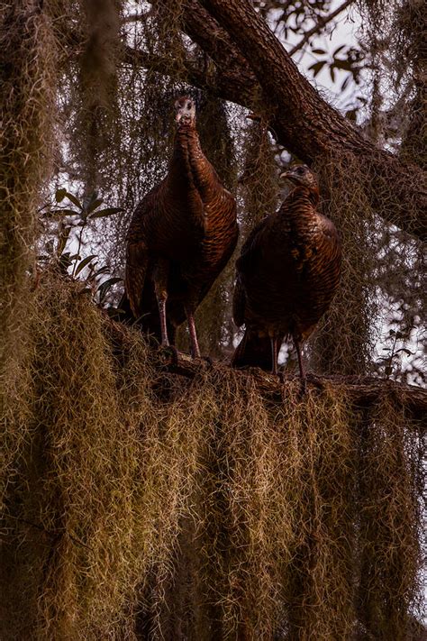turkey guys photograph by zina stromberg