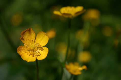 Buttercup Field Free Photo Download Freeimages
