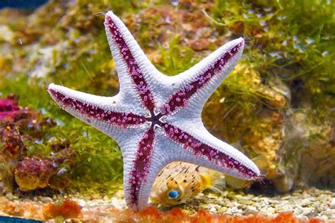 Estrela Do Mar Porque Essa Animal Causa Tanta Admiração