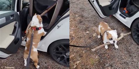 Dog Is Determined To Fit A Large Stick Inside The Car And Drive It Home