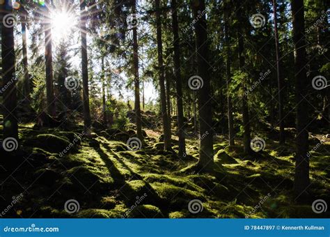 Sunshine I A Green Mossy Forest Stock Image Image Of Trunk Serenity