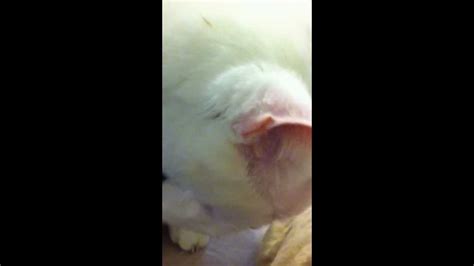 A Cyst Popped On My Cats Head Youtube