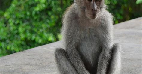 Duduk Monyet · Foto Stok Gratis