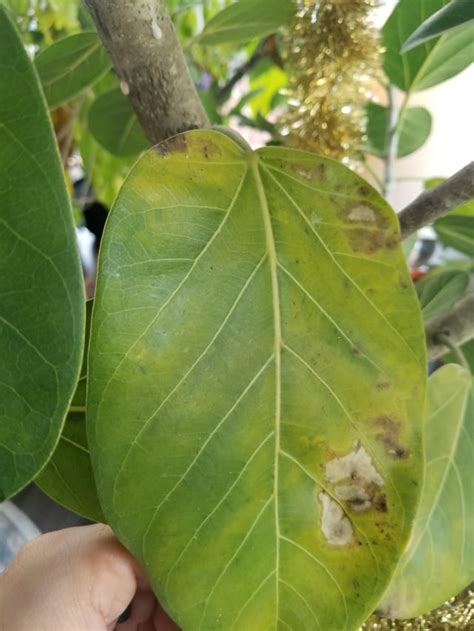 Ficus Audrey Leaves Turning Yellow And Falling Off 7ft Tall In An 18