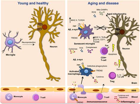 Frontiers Immune Aging Dysmetabolism And Inflammation In