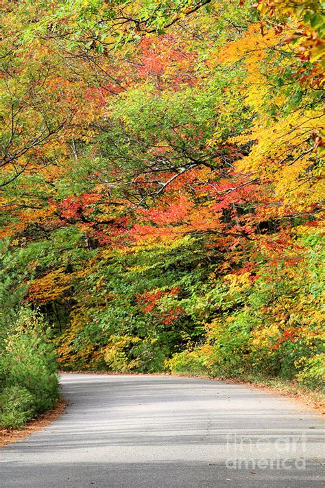 Fall Foliage Photograph By Diann Fisher Fine Art America