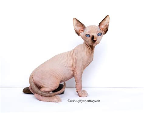 Post Sphynx Cattery