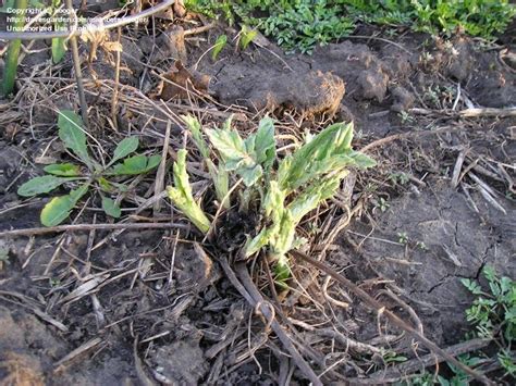 Small globe thistle, aka southern globe thistle, is a sturdy and attractive clumping plant. PlantFiles Pictures: Echinops Species, Small Globe Thistle ...