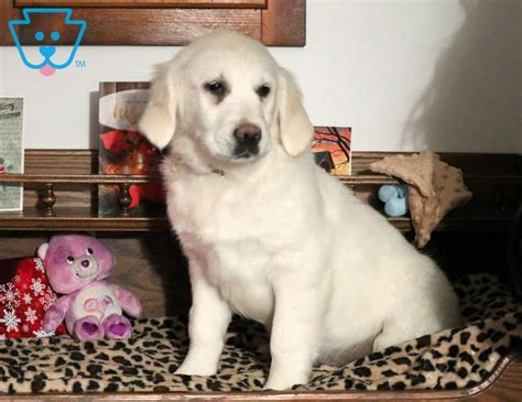 Our goal with breeding english golden retrieve's is to give people the opportunity to have a good experience as they add a happy healthy puppy to their family. Dove | Golden Retriever - English Cream Puppy For Sale ...