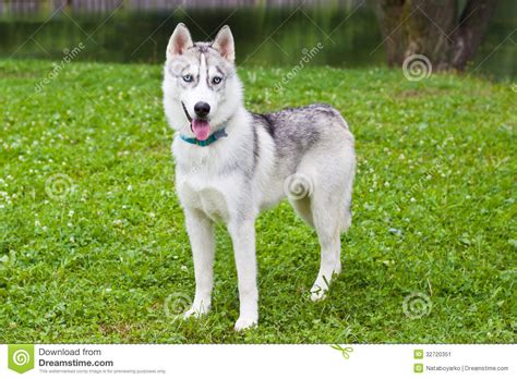 The Puppy Husky Standing On A Grass Stock Image Image 32720351