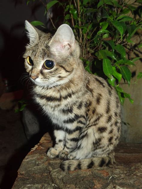 Ferocious Wild African Cat A Felis Nigripes Very Pretty Gatos