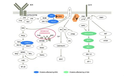 B Cell Receptor Signalling Pathway Download Scientific Diagram