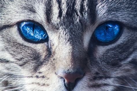 Blue Eyes Cat Free Image Peakpx