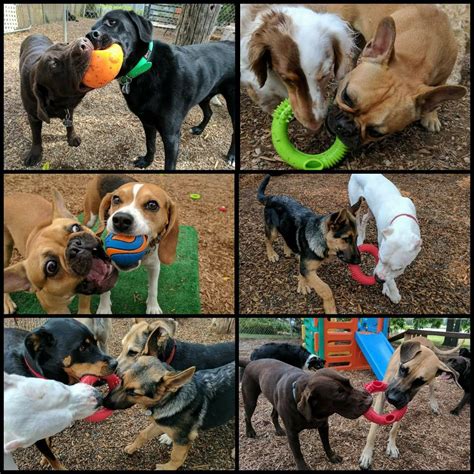 Furry Friends Inc. Doggie Daycare & Spaw | Burlington ON