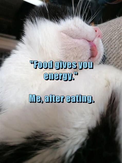 Food Gives You Energy Me After Eating Lolcats Lol Cat Memes