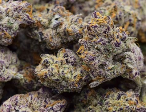 Purple Punch Cannabis Strain Review