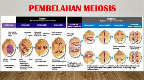 Pengertian Meiosis Ciri Ciri Dan Tahapan Proses Pembelahan Sel Secara