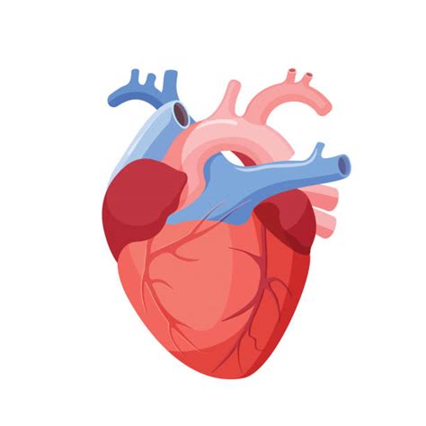 Heart Images In Our Body The Left Ventricles Vigorous Contractions