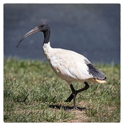 A White Bird With A Long Black Beak Walking In The Grass Near Water And