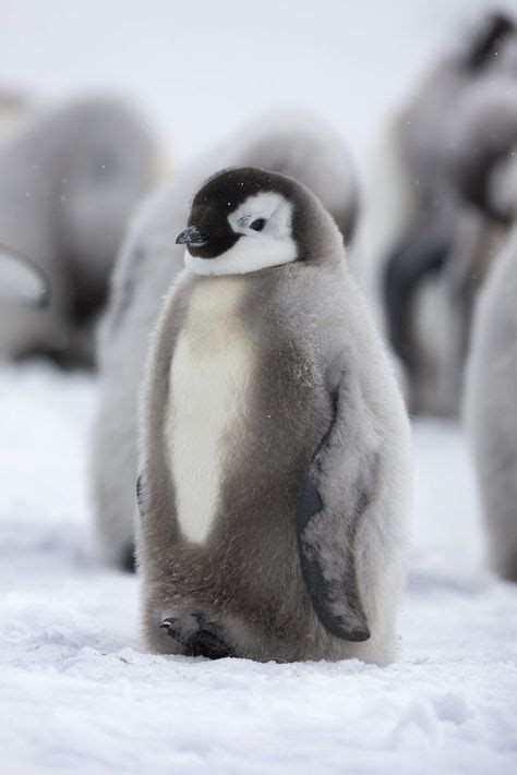Adorable Photos Of Antarcticas Emperor Penguins Cute Penguins Cute