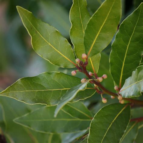 Fresh or dried bay leaves are used in cooking for their distinctive flavor and fragrance. Steep This! Health Benefits of Bay Leaf Rural Mom