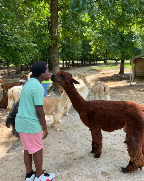 L&R Alpaca Haven Farm