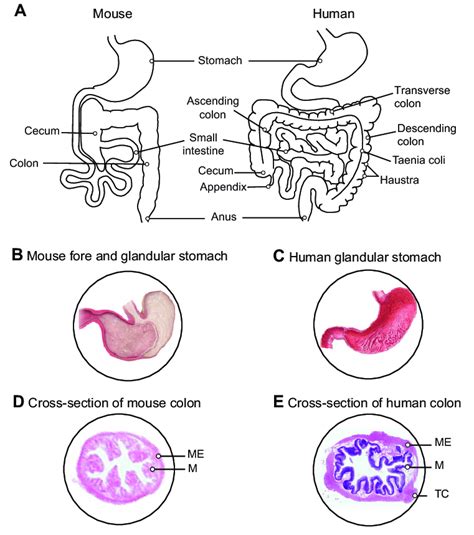 Gross Anatomy Of The Human And The Mouse Gastrointestinal Tract A