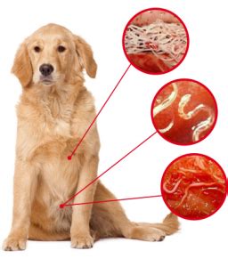 Infection in dogs and cats in curitiba and its metropolitan area, state of paraná. 5 Symptoms of Worms in Dogs - How To Check If Your Dog Has ...