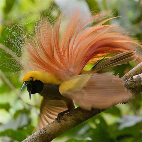 Vektor burung cendrawasih hitam pitih. Burung Cendrawasih Khas Papua Indonesia - Minews ID